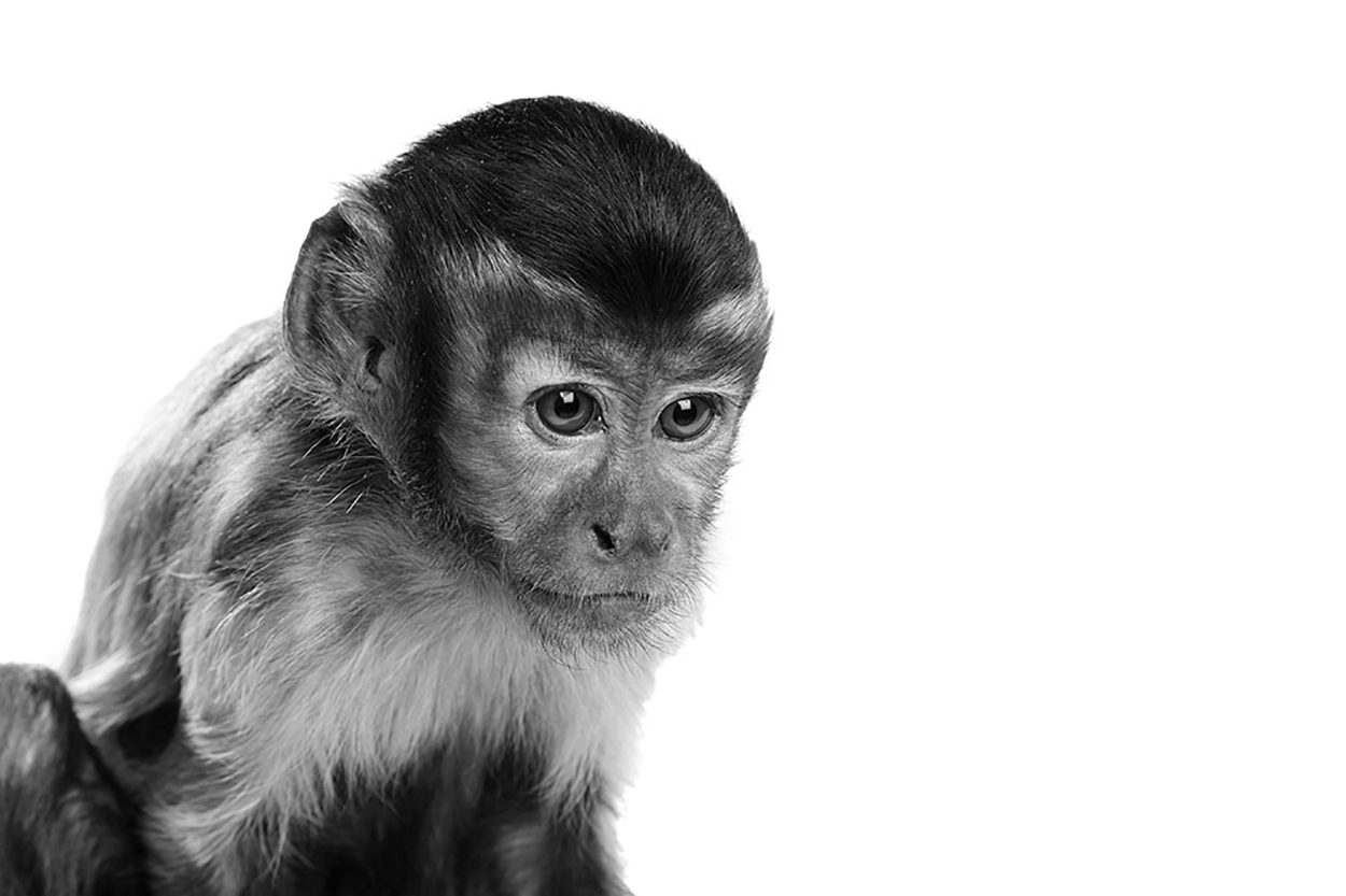 Black and white image of a monkey
