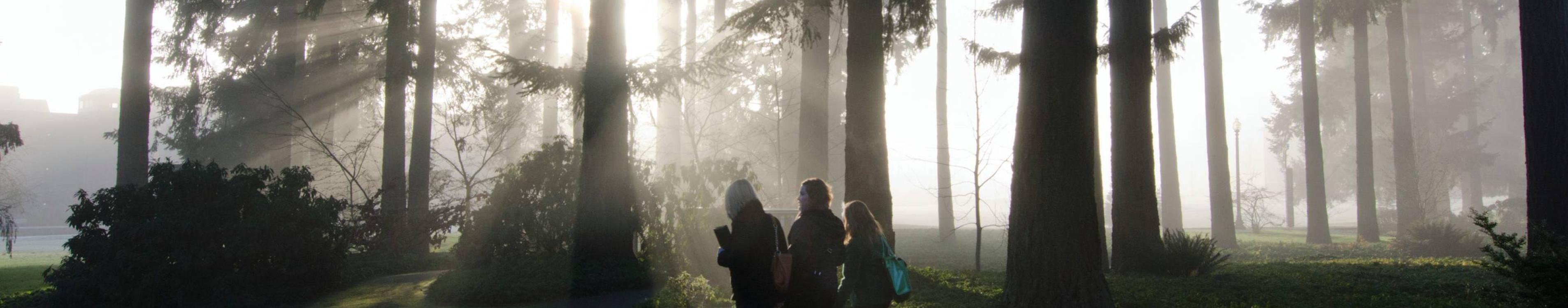Students walk through the arboretum on a sunny and foggy morning on campus.