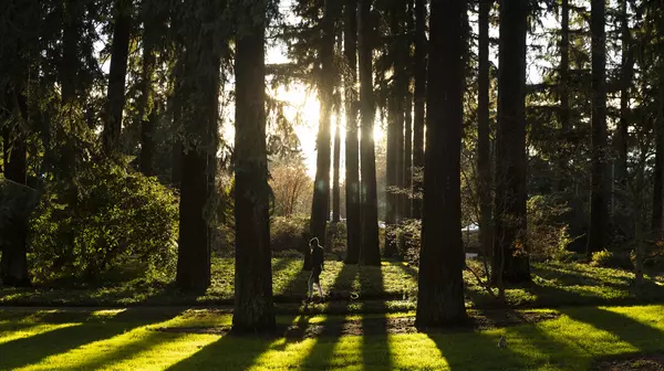 Student walking near the tall trees on campus