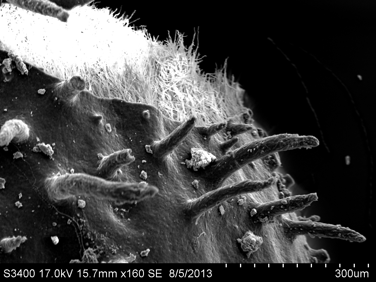 Holdfasts and fungal hyphae from Parmelia spp. collected from maples along I-5