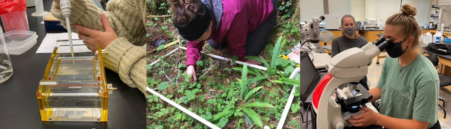 Student loading a gel on the left, Professor looking at plants in a plot out in the field in the middle, students looking at specimens under a microscope on the right.