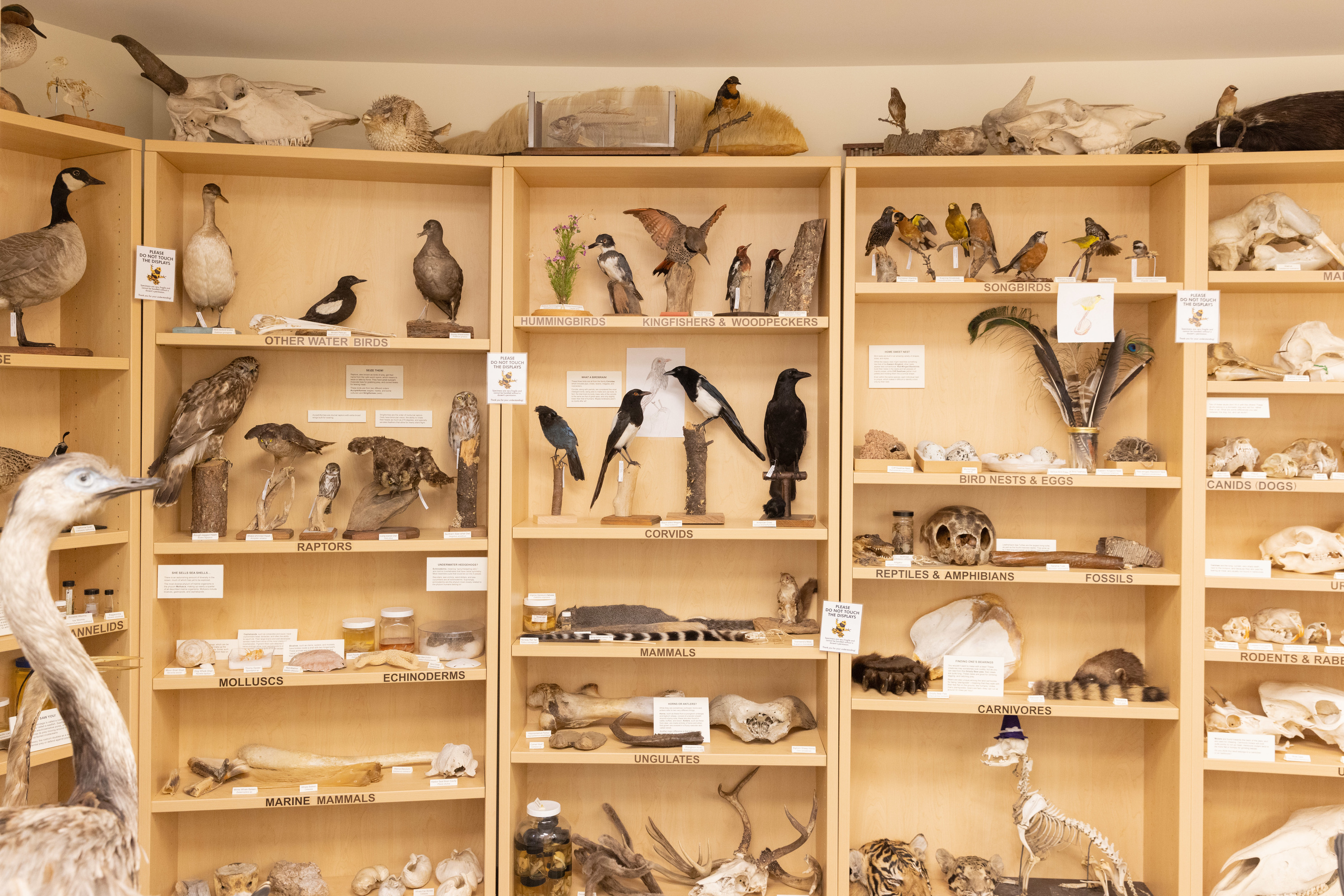Specimens on display in the Museum of Natural History