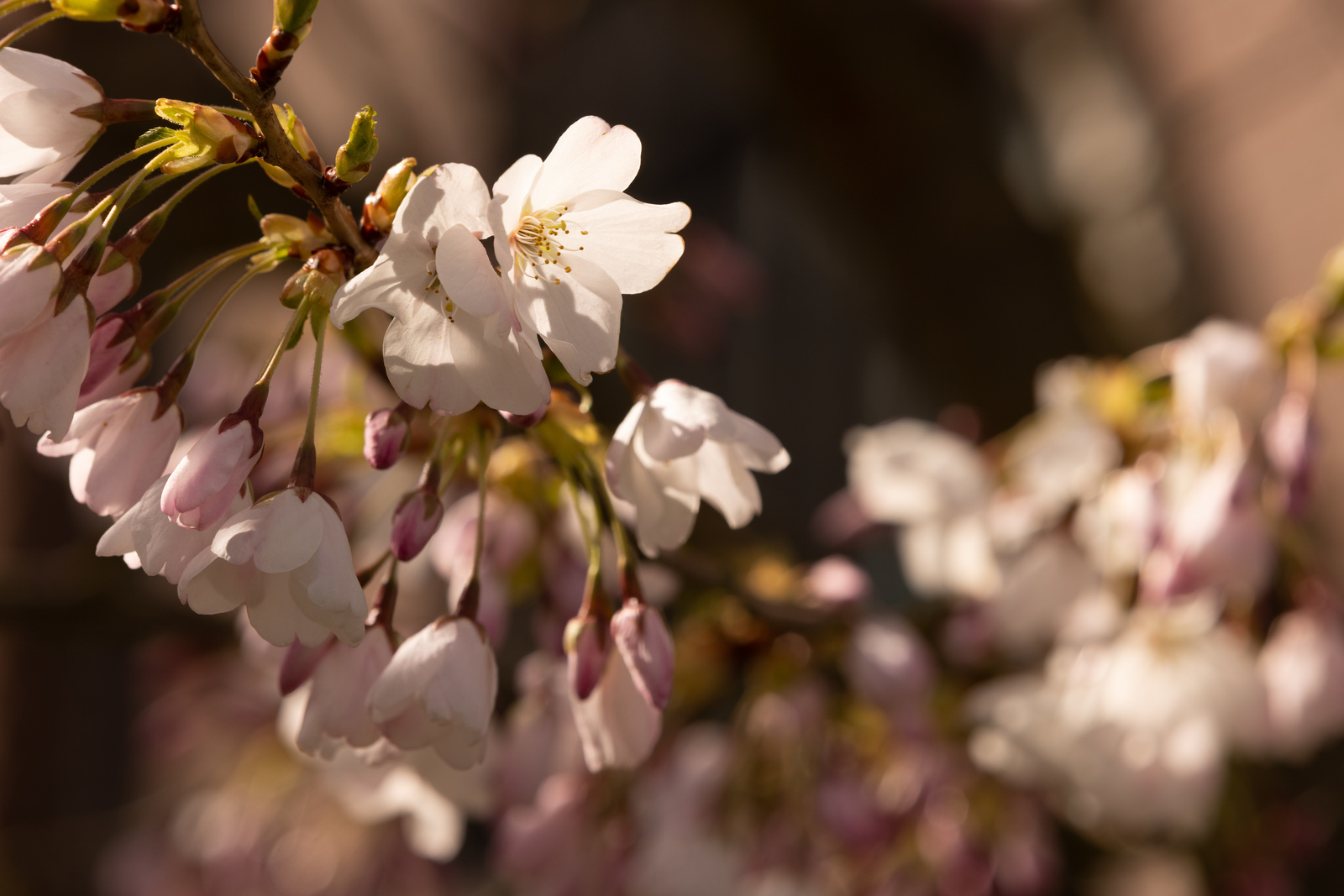 Picture of cherry blossoms