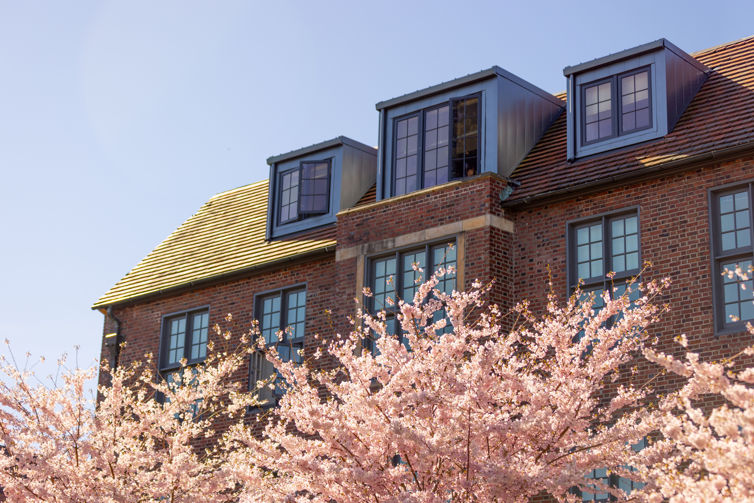 Cherry trees bloom with a brick building and windows peeking out in the background. 