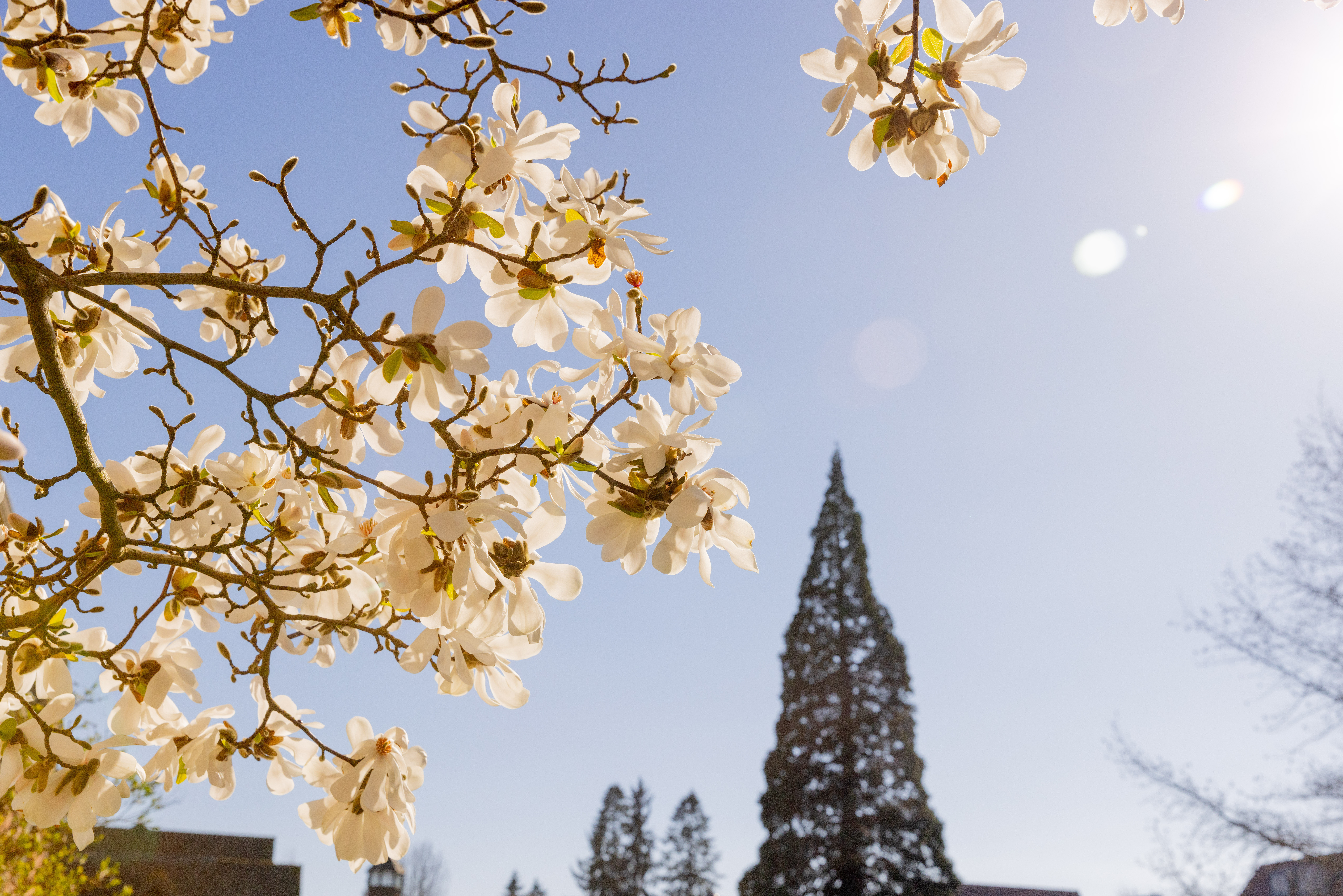 White flowers bloom in front of a clear blue sky. In the background is Puget Sound's famous giant sequoia tree.