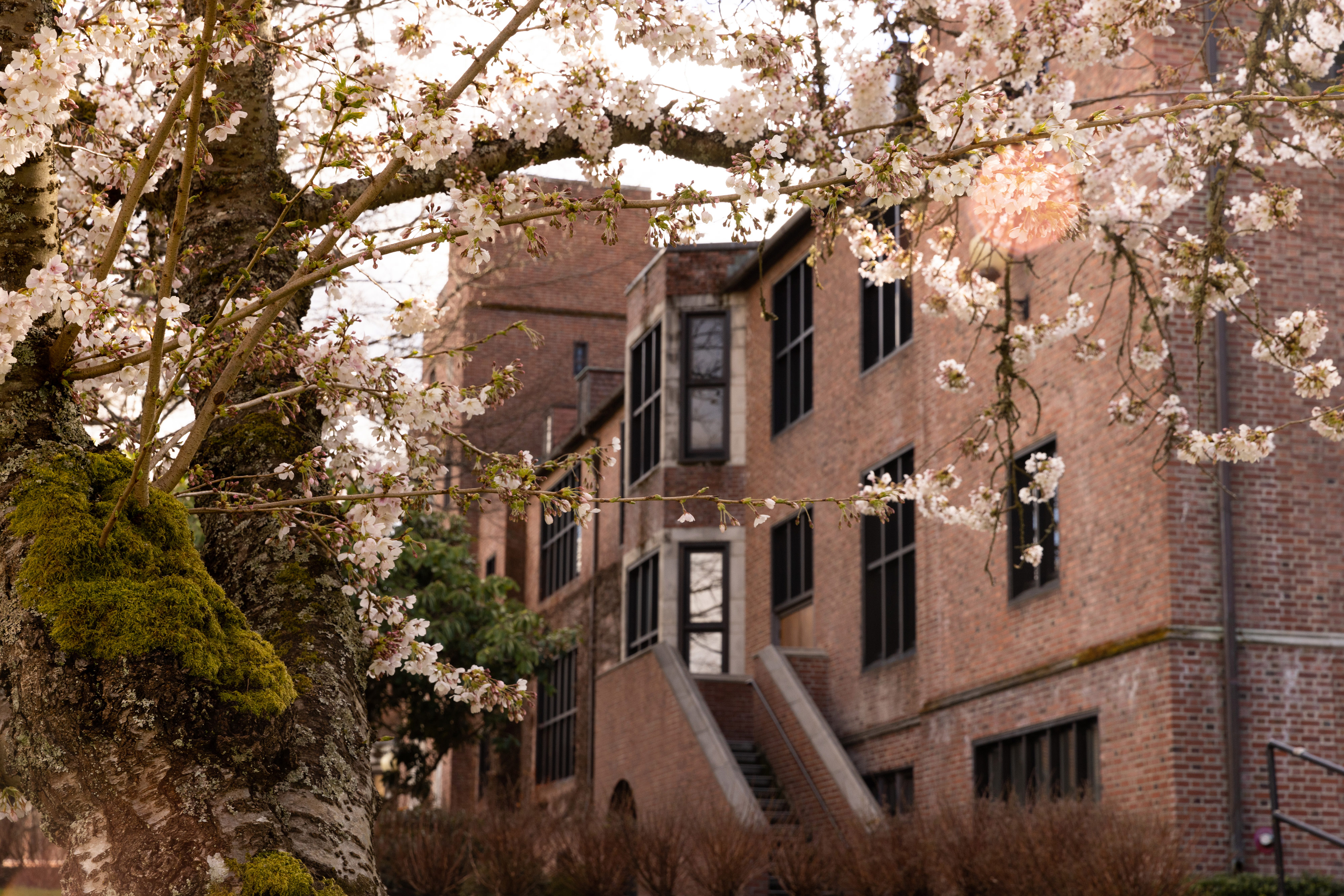 Cherry blossoms in front of campus building