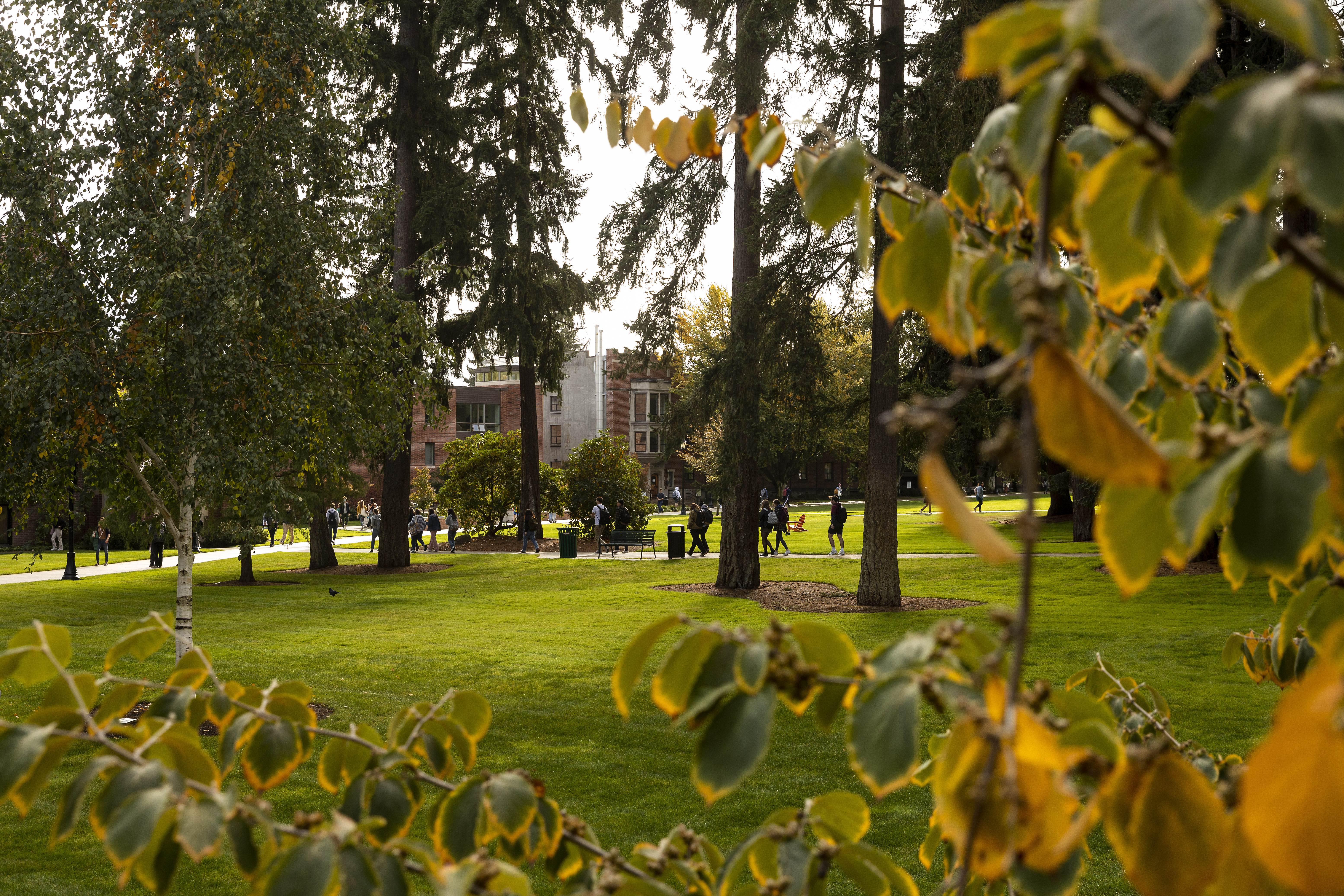 yellow leaves with campus woods in the background.