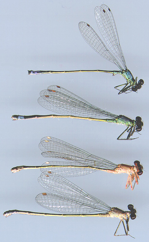 Pacific Forktail, Male & Females 1 | University of Puget Sound