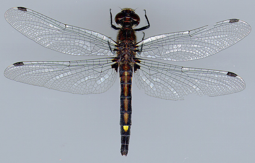 Dot-tailed Whiteface, Female 1 | University of Puget Sound