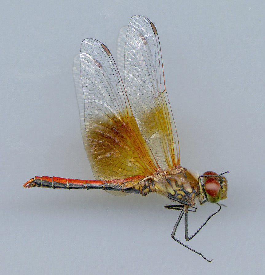 Western Meadowhawk, Male | University of Puget Sound