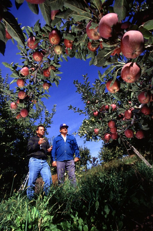 lrg_apple_orchard-wa-us-dept-of-agric-jul-14-14-2.jpg