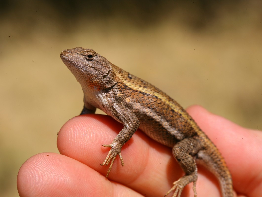 lrg_striped-plateau-lizard-crop-by-jared-hobbs.jpg