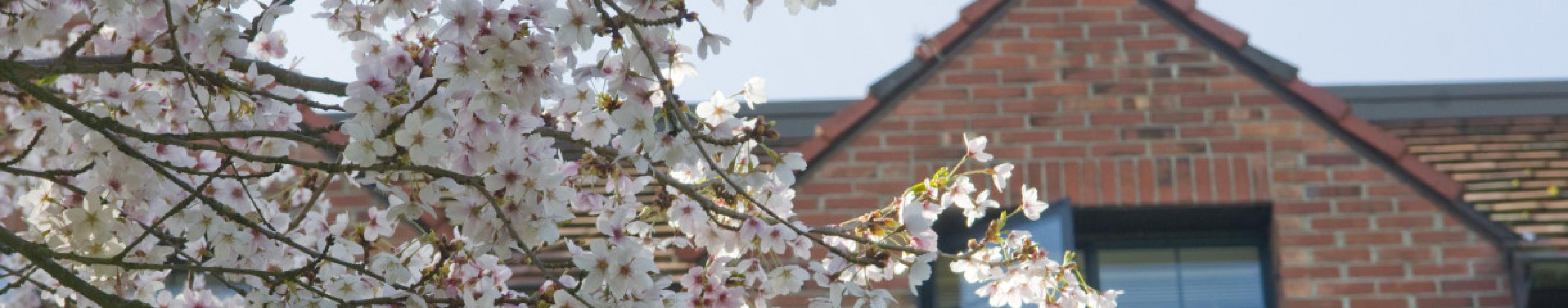 Spring blossoms with brick building roofline