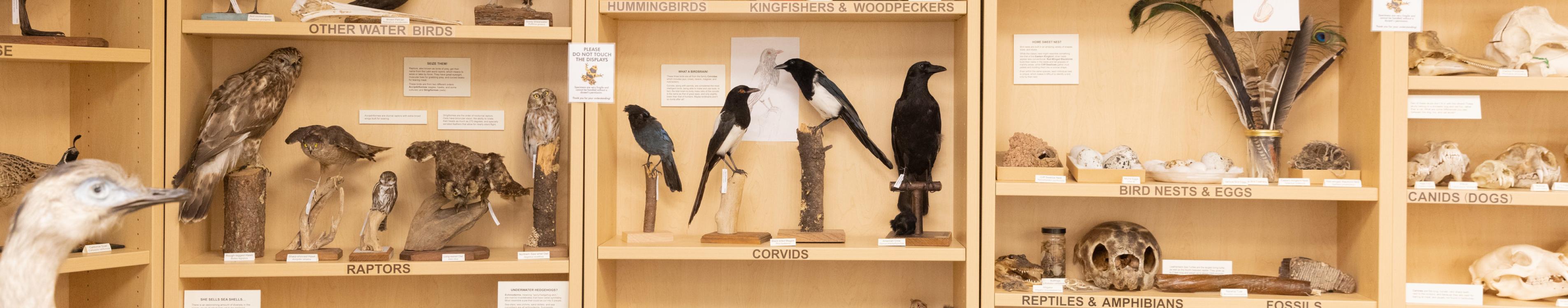 Specimens on display in the Museum of Natural History