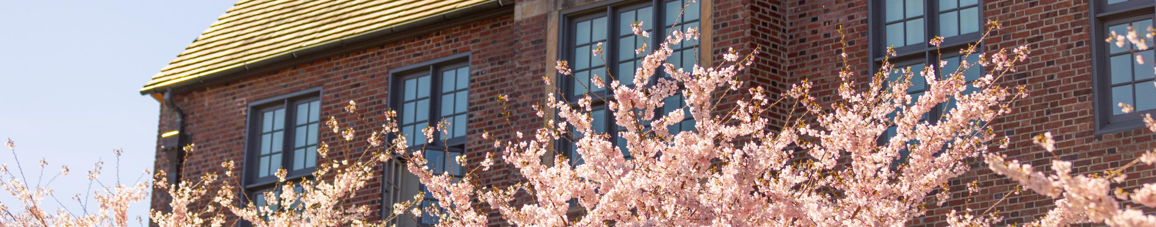 Cherry trees bloom with a brick building and windows peeking out in the background. 