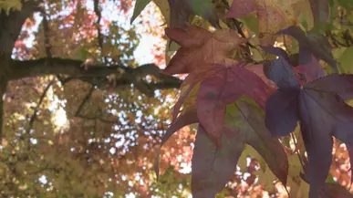 Leaves on a tree branch