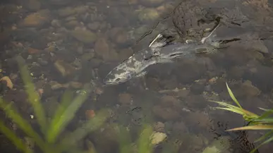 Salmon at the South Prairie Creek Restoration site