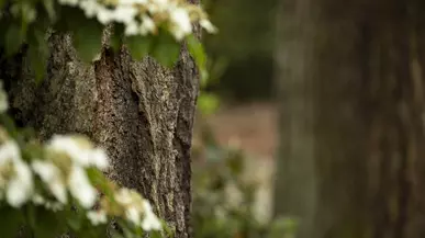 Close up of bark on a tree trunk