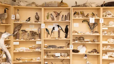 Biological specimens on display at the Museum of Natural History.