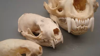 skulls