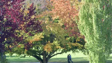 lrg_fall-leaves-fall-2016.jpg