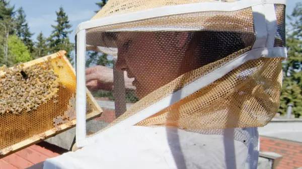 A person looking at a beehive