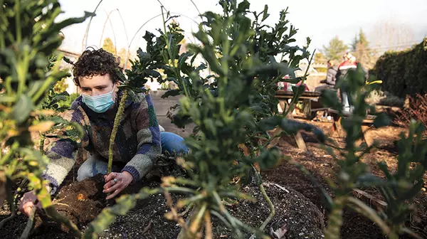 Chloe Bouchy ’21 tends to vegetables in the Puget Sound Garden