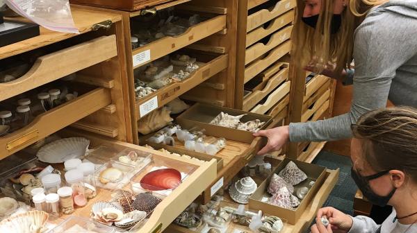 Students looking at shells in museum draws.