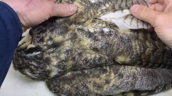 Long-eared Owl (ear tufts)