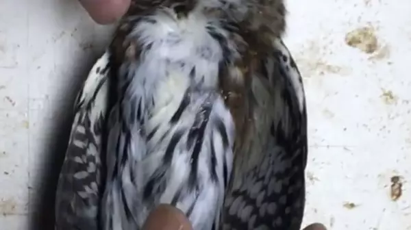 Northern Pygmy Owl