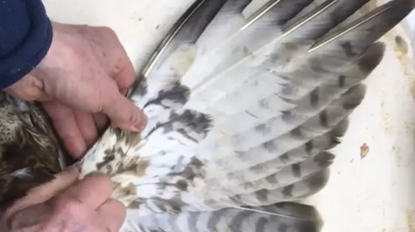 Red-tailed Hawk (stepwise molt)