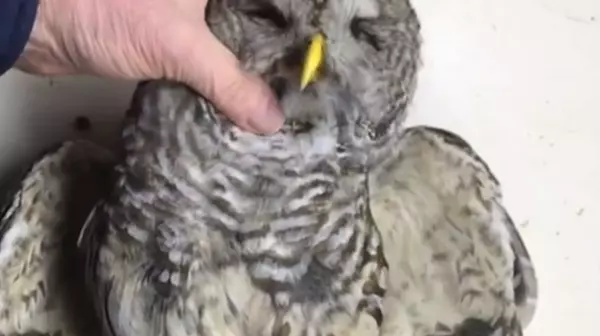 Barred Owl