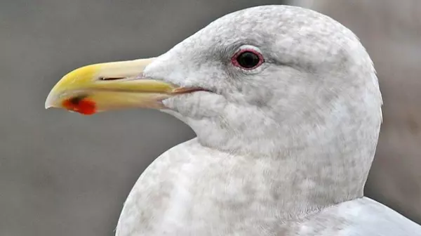 Glaucous-winged Gull