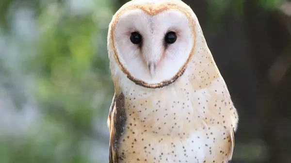 owl
