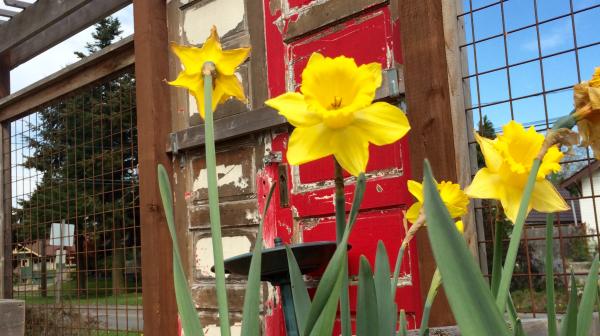  Daffodils blooming in front of a red garden door.
