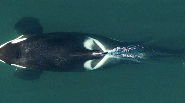 Resident Killer Whale