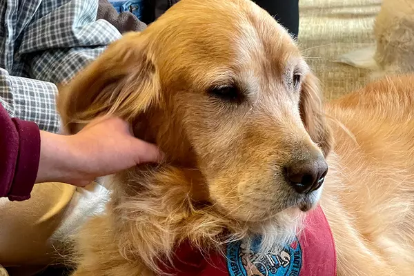 Golden retriever, Henry