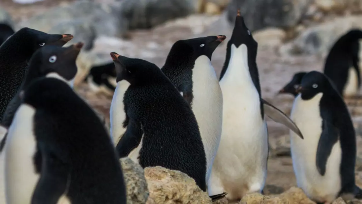 A group of penguins in the wild