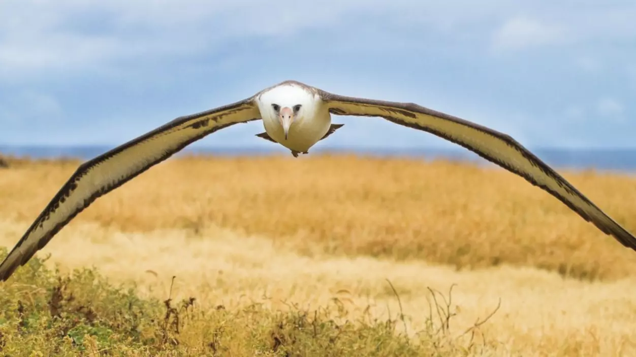 A bird flying toward the camera