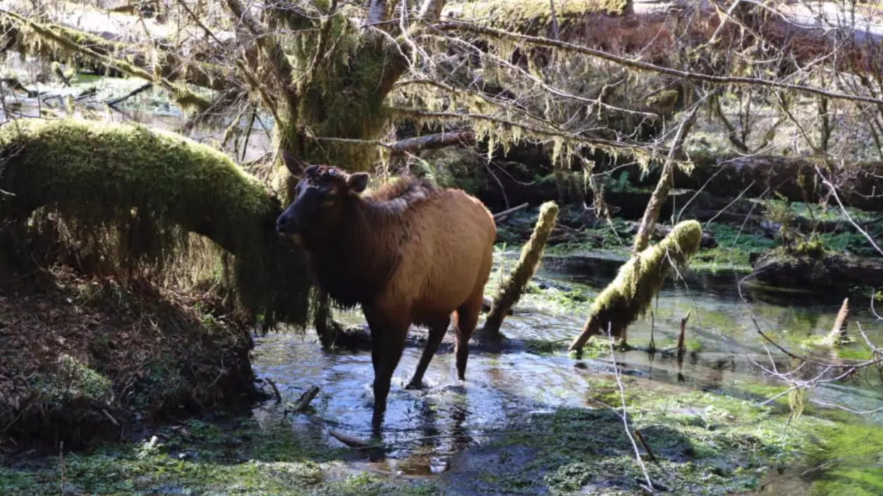 An elk in the woods