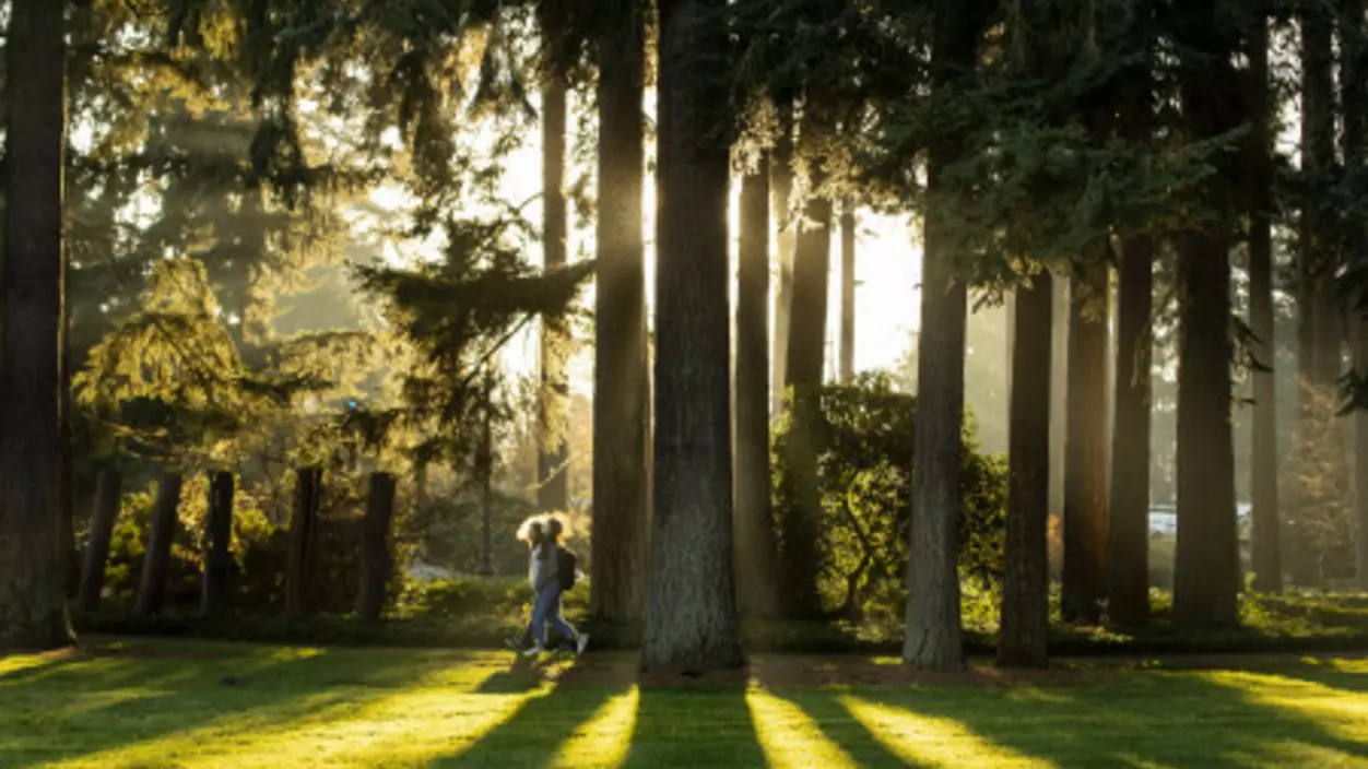 People walking along a path surrounded by trees