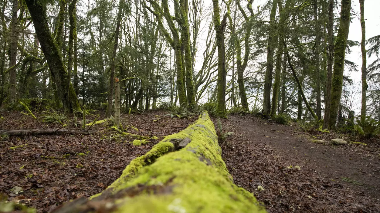 Moss growing on a log in a forest setting