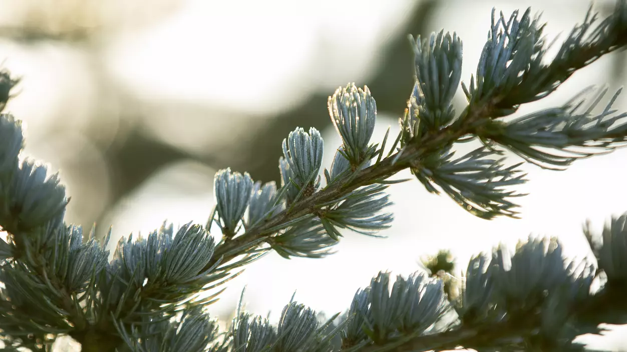 Close up of tree branch foliage