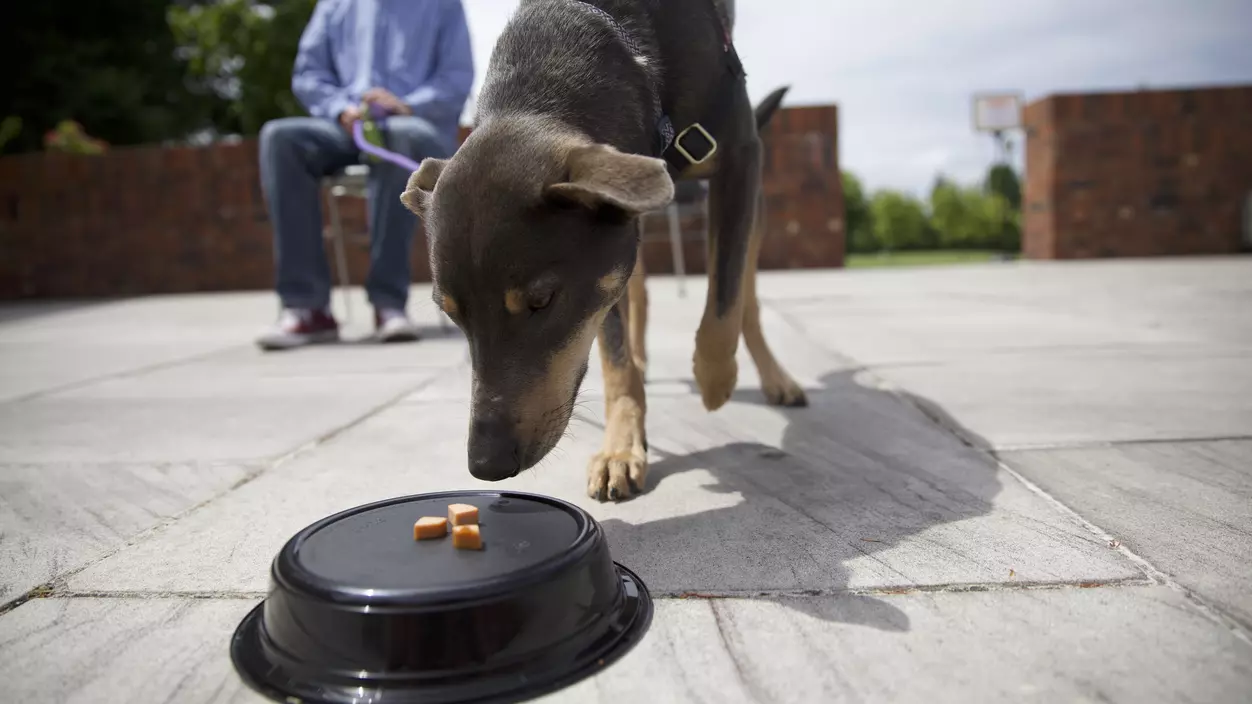 A dog eating a treat off a black dish