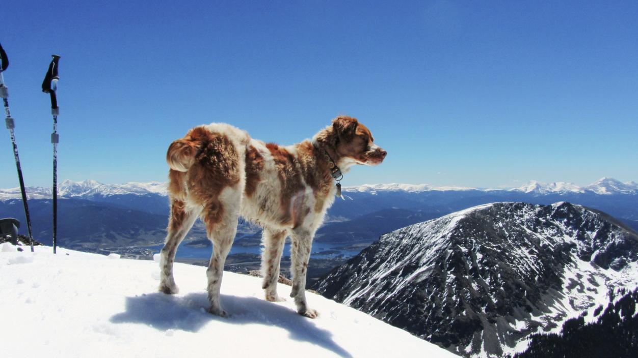 A brown and white dog on snow overlooking a mountain range below.