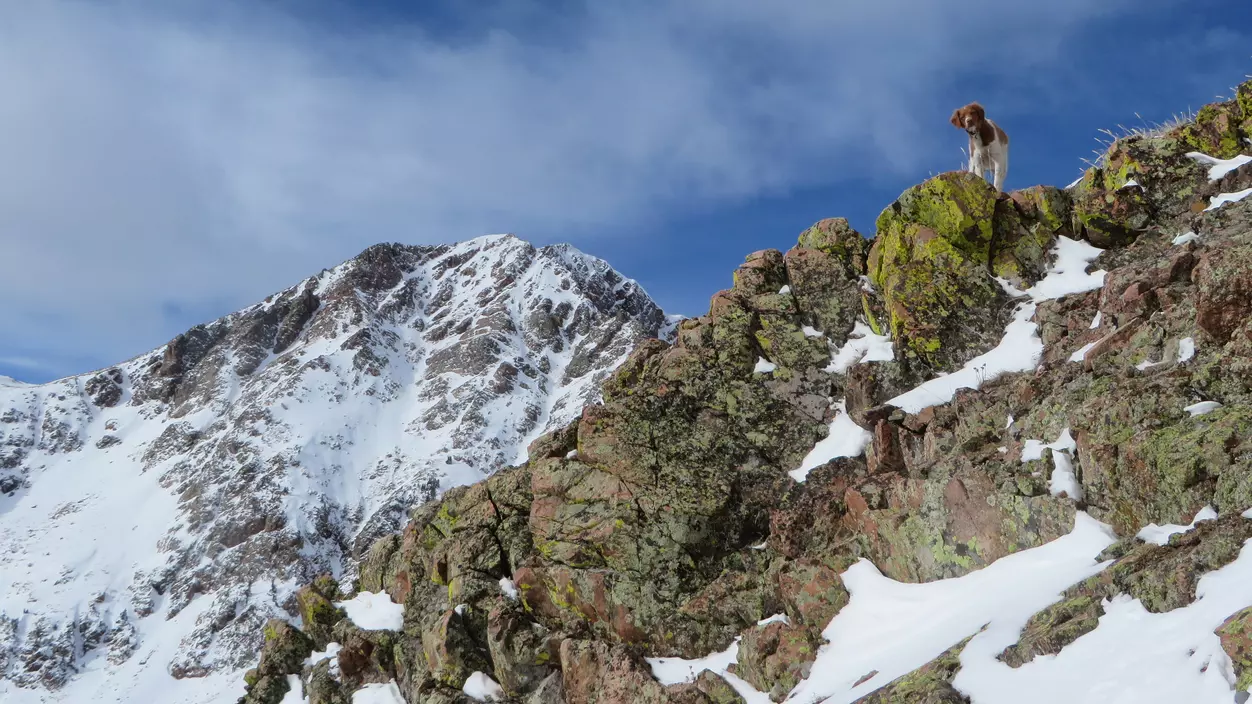 A very good dog high on a mountain peak in the distance.