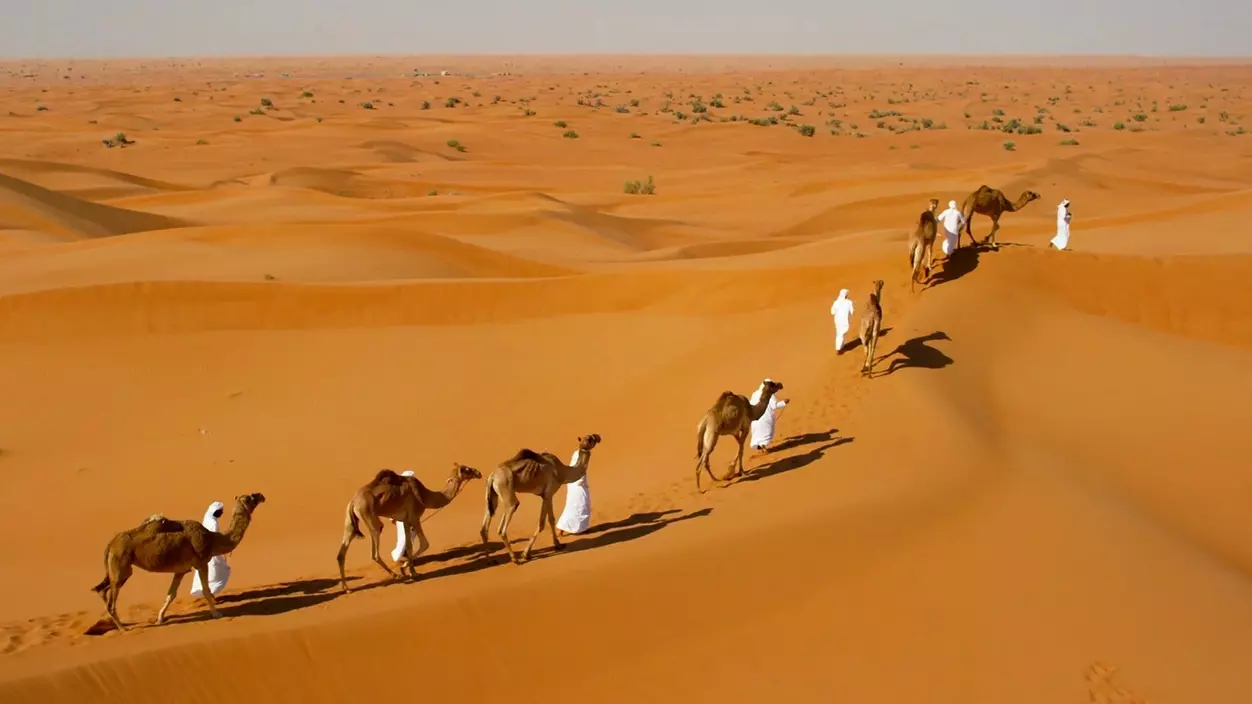 Camels traverse the desert in the interior of Qatar.