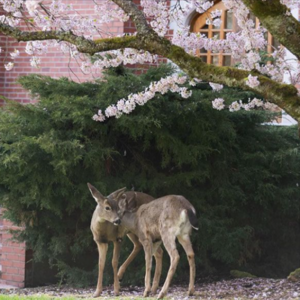 Deer on campus