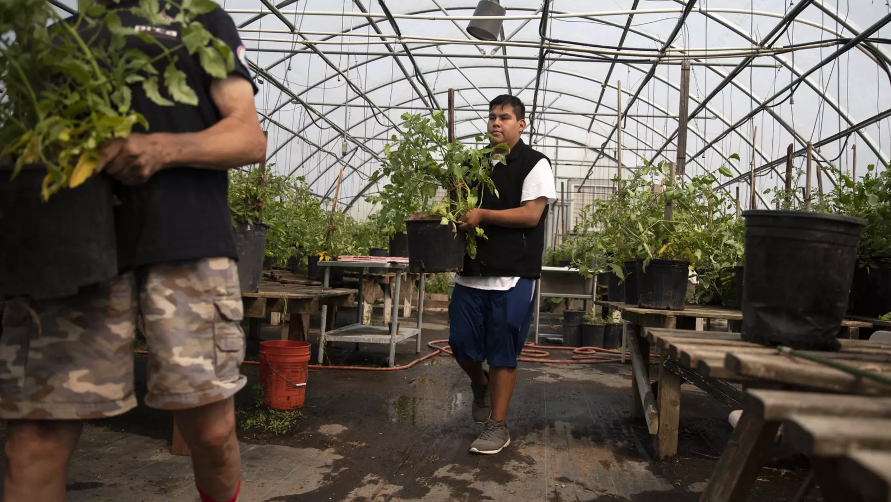 People carrying plants in a greenhouse