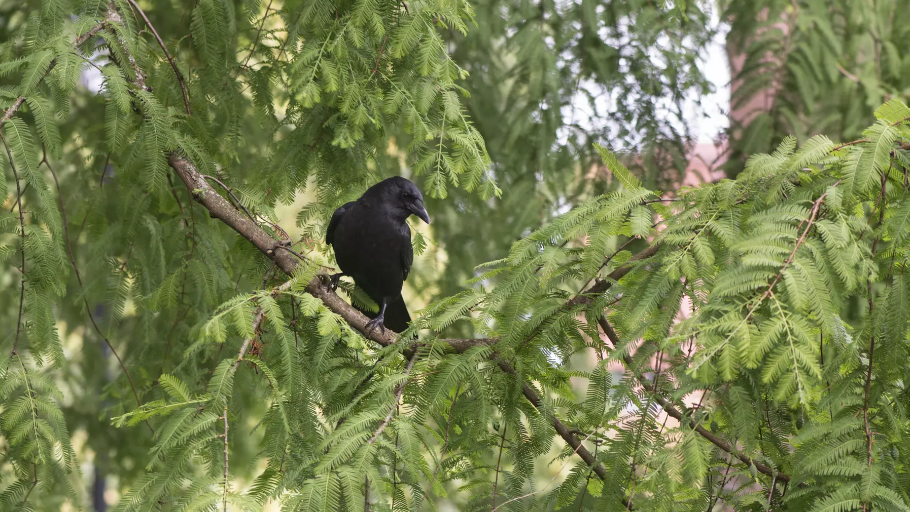 A crow perched in a tree